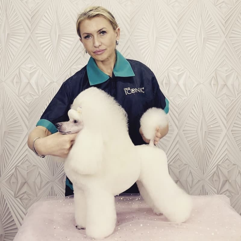 Zoomgroom groomer in a branded polo standing behind a freshly show-clipped white poodle on the grooming table