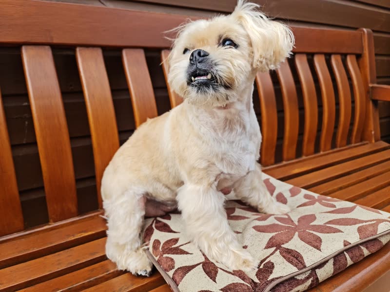 Cream shih tzu with a tidy trim sitting on a cushion on a garden bench after its groom