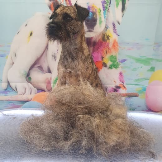 Wiry brown terrier standing in the tub next to the pile of coat removed during its deshedding groom