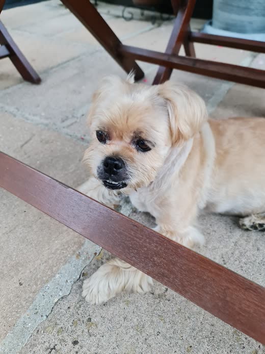Small tan shih tzu with a neat tidy trim lying on the patio after its groom