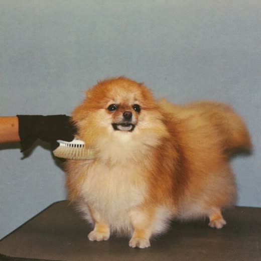 Small long-haired dog being brushed on the grooming table